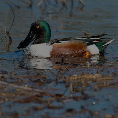 Northern Shoveler