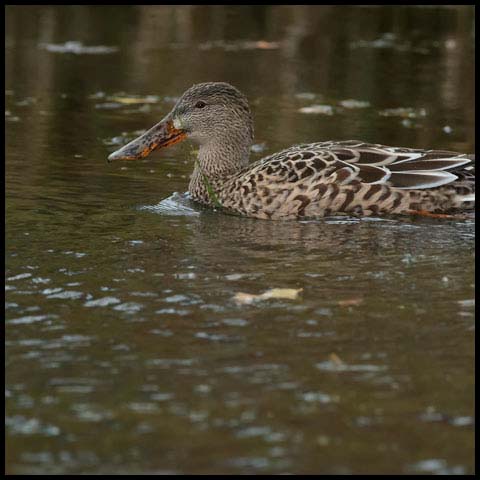 Northern Shoveler
