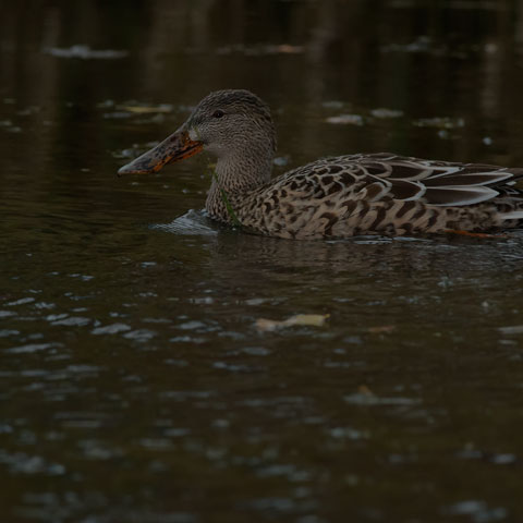 Northern Shoveler