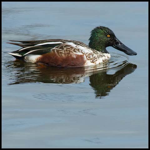 Northern Shoveler