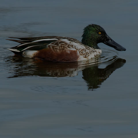 Northern Shoveler