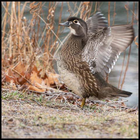 Wood Duck