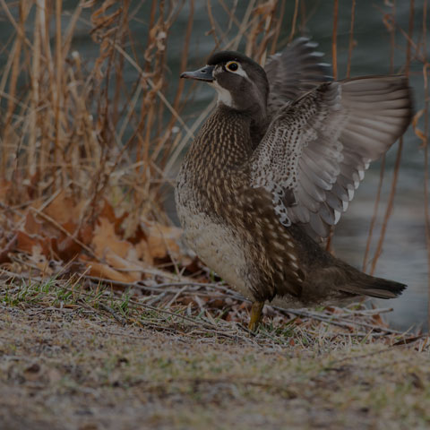 Wood Duck