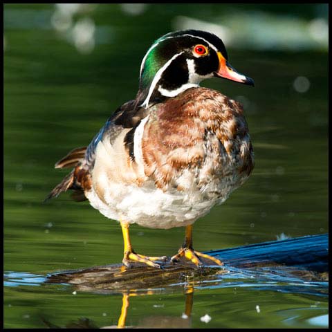 Wood Duck