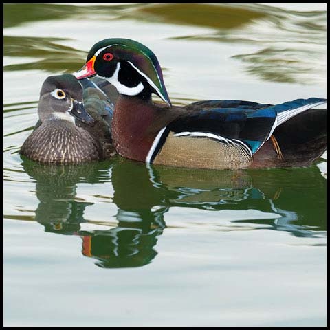 Wood Duck