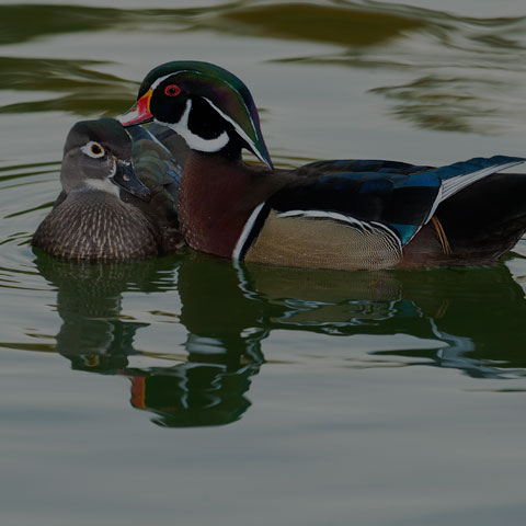 Wood Duck