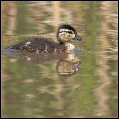 Wood Duck