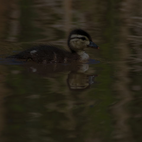 Wood Duck