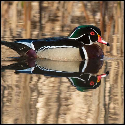 Wood Duck