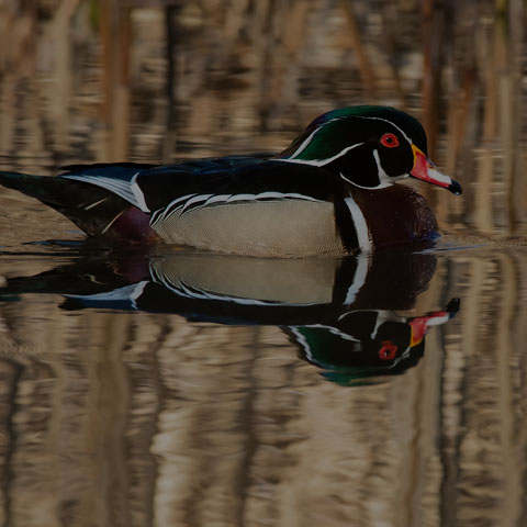 Wood Duck