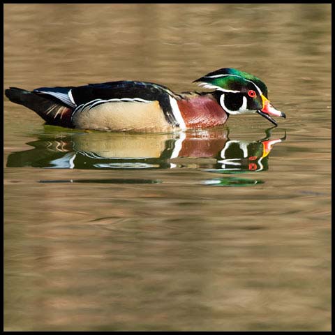 Wood Duck