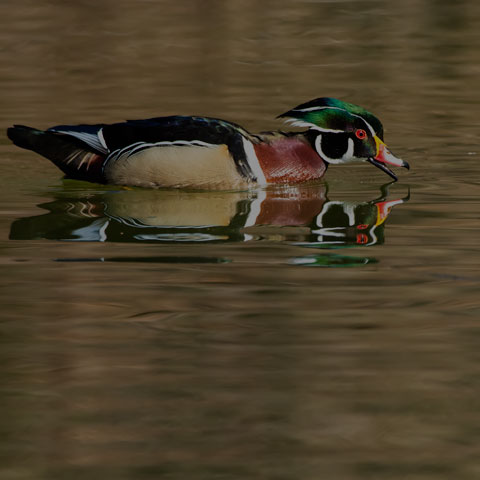 Wood Duck