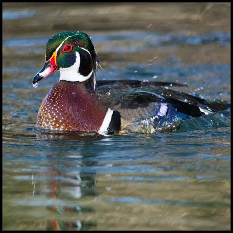 Wood Duck