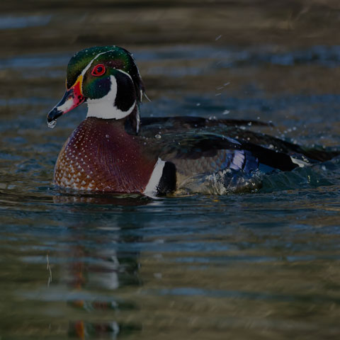 Wood Duck