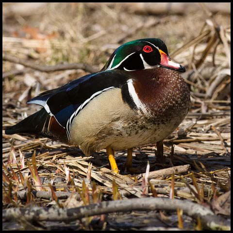 Wood Duck