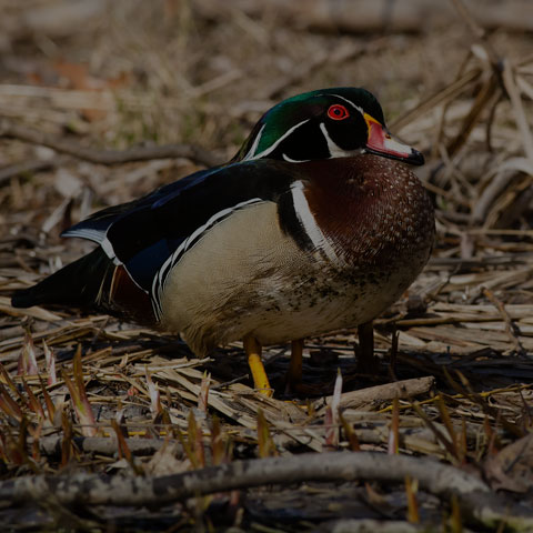 Wood Duck