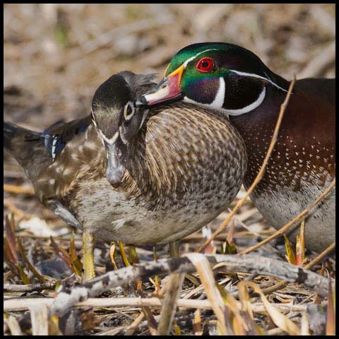 Wood Duck