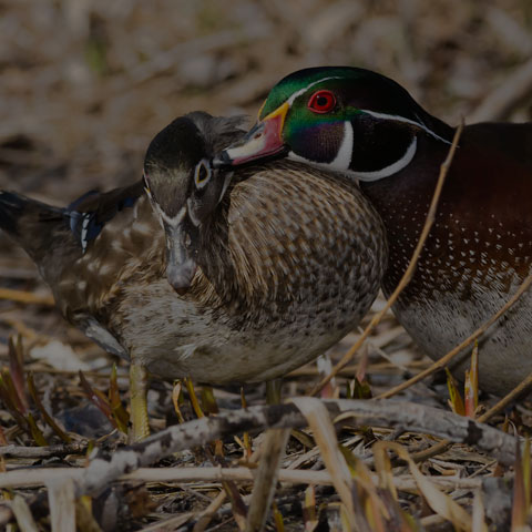 Wood Duck