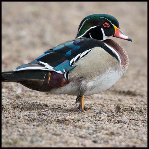 Wood Duck