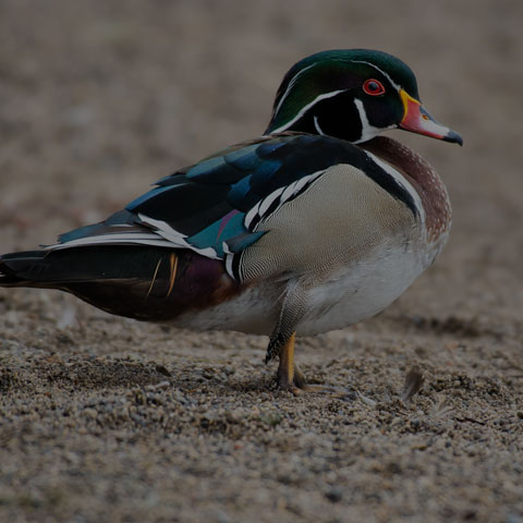 Wood Duck