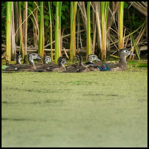 Wood Duck