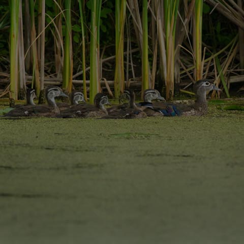 Wood Duck