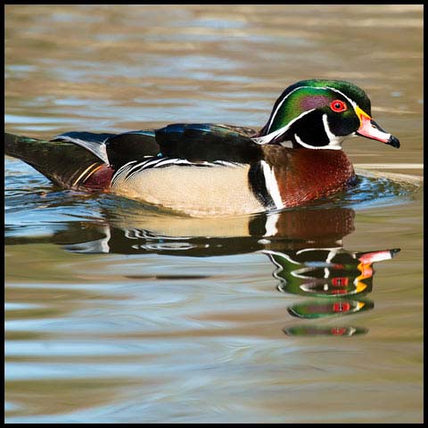 Wood Duck