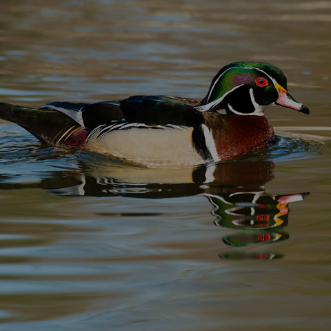 Wood Duck