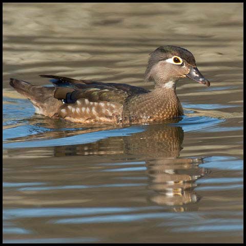 Wood Duck