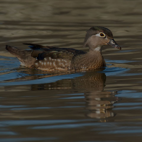 Wood Duck