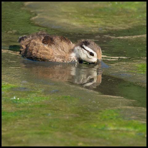 Wood Duck