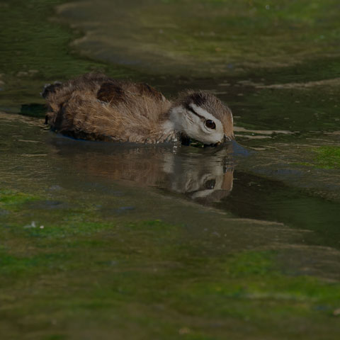 Wood Duck