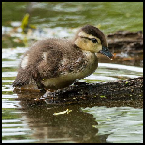 Wood Duck