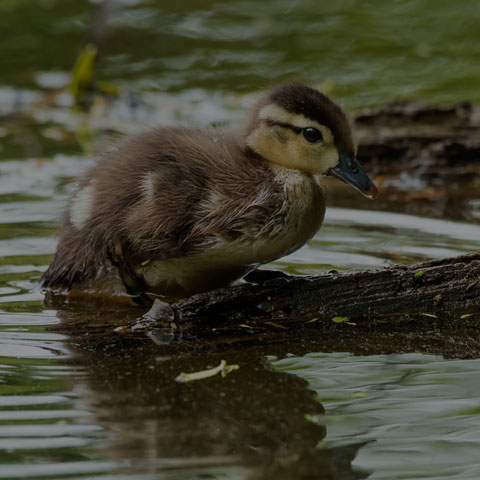 Wood Duck