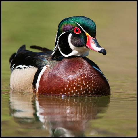 Wood Duck