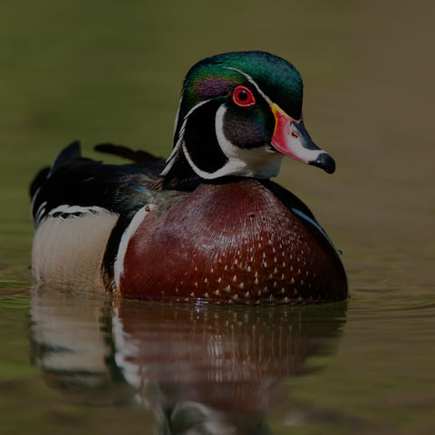 Wood Duck