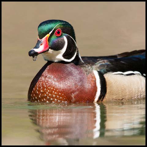 Wood Duck