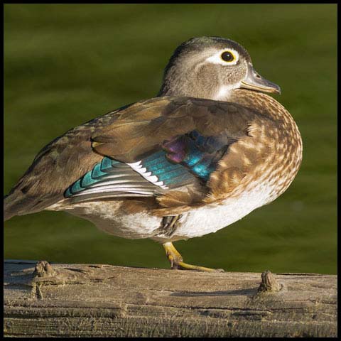 Wood Duck