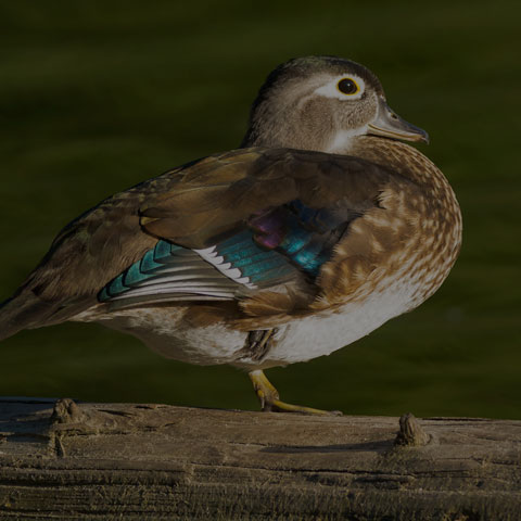 Wood Duck