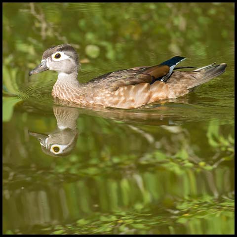 Wood Duck