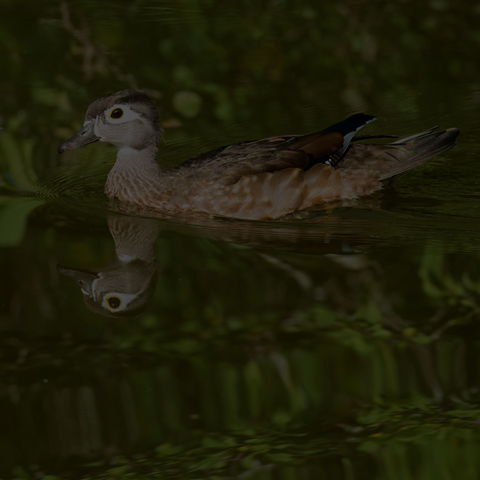 Wood Duck