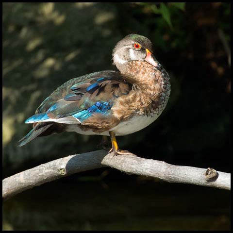 Wood Duck