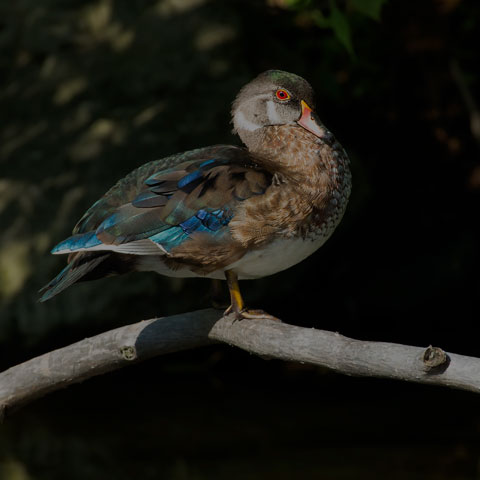 Wood Duck