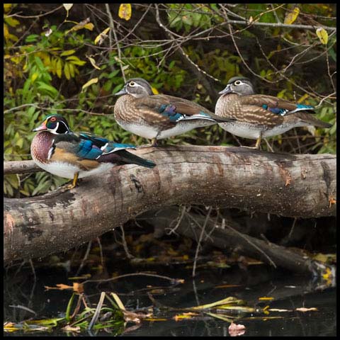 Wood Duck