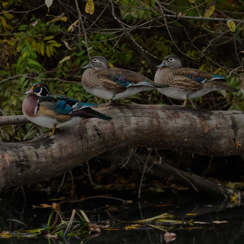 Wood Duck