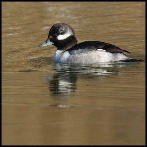 Bufflehead