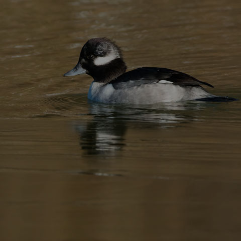 Bufflehead