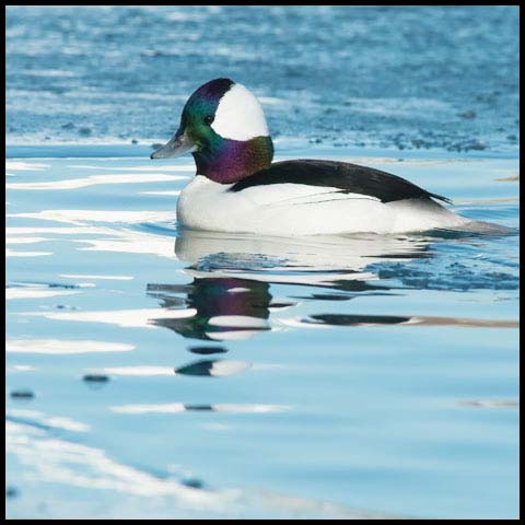 Bufflehead