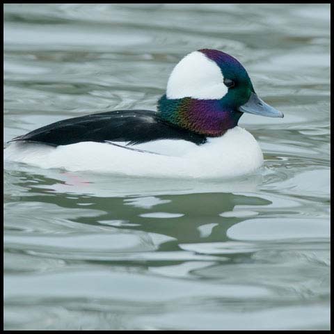 Bufflehead