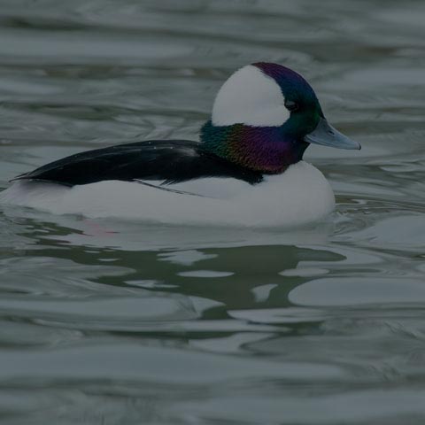 Bufflehead